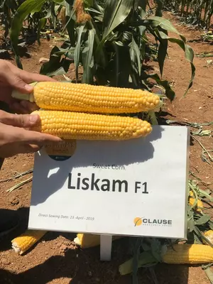 Makkajo'xori LISKAM F1 urug'lari