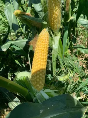 Makkajo'xori LISKAM F1 urug'lari