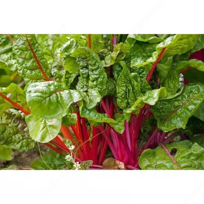 Mangold Charlie F1 ismaloqining urug'i