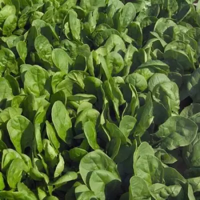 Puma F1 ismalog'ining urug'i