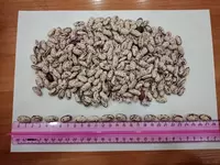 Фасоль рябая