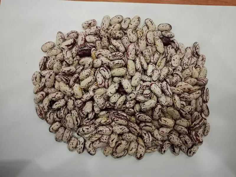 Фасоль рябая