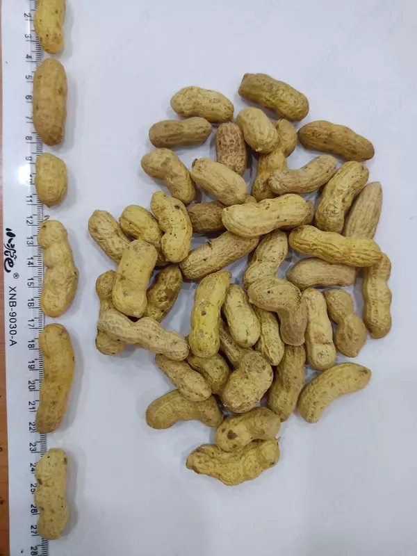 Qobiqdagi yeryong'oq