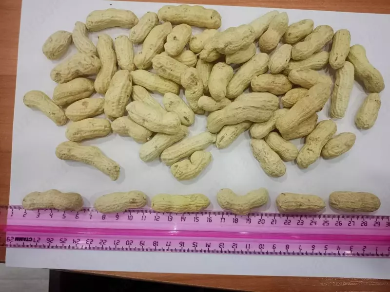 Qobiqdagi yeryong'oq