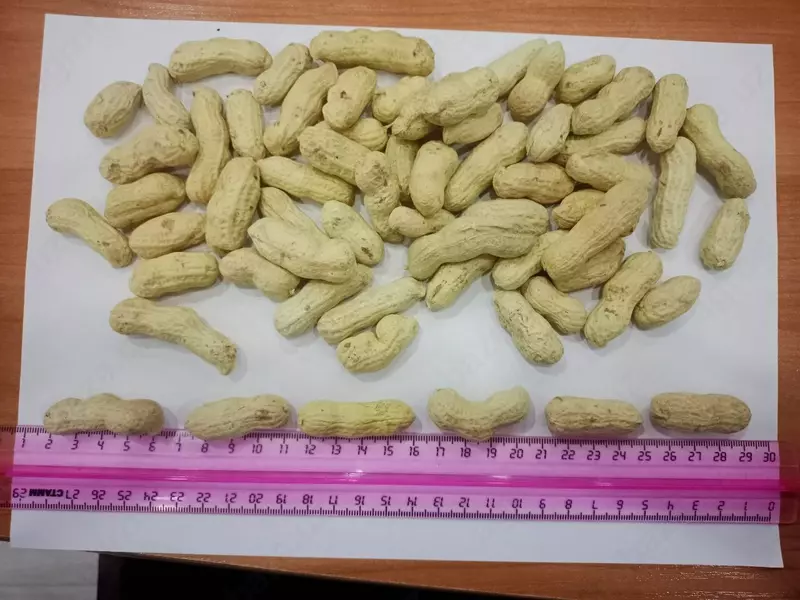 Qobiqdagi yeryong'oq