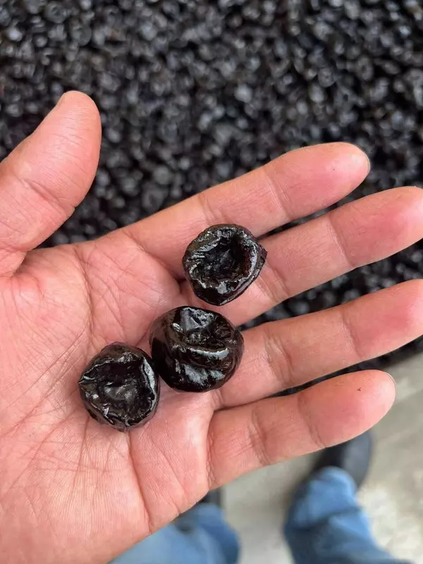 Qora olxo'ri Ballonchik