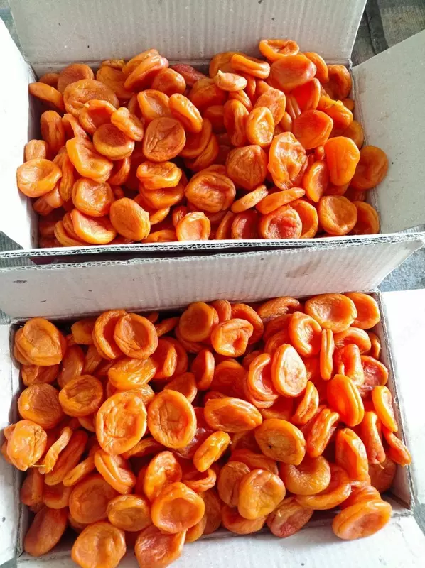 Quritilgan O'rik Subhan