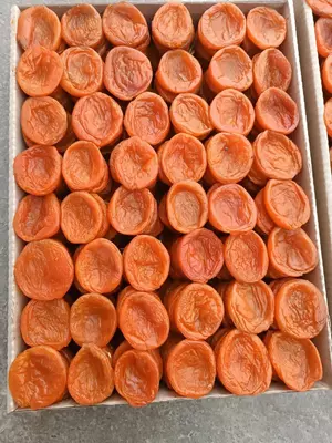 Quritilgan O'rik Subhan