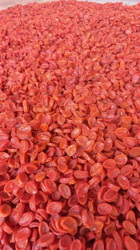 Quritilgan O'rik Subhan