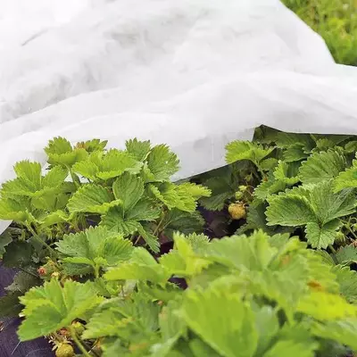 Спанбонд (рулонами)