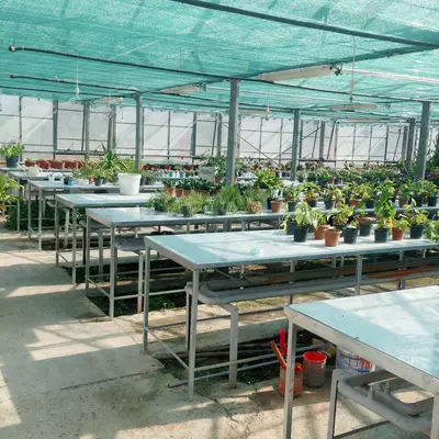 Soya to'ri 80% (qadoqlangan)