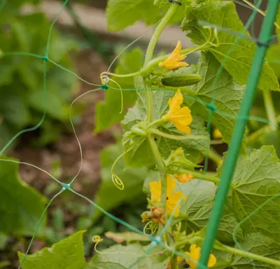 Шпалерная сетка для огурцов