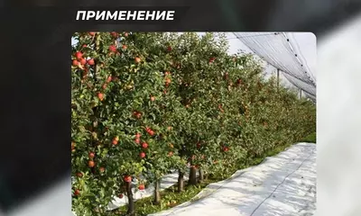 Agrofabrik qadoqlangan