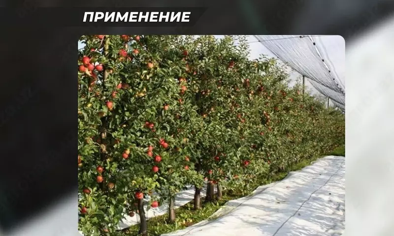 Agrofabrik qadoqlangan