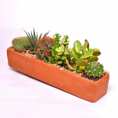 КАКТУС ВА СУККУЛЕНТДАН КОМПОЗИЦИЯ СОВГА УЧУН