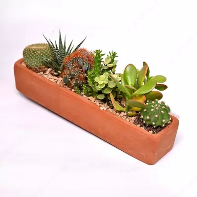 КАКТУС ВА СУККУЛЕНТДАН КОМПОЗИЦИЯ СОВГА УЧУН