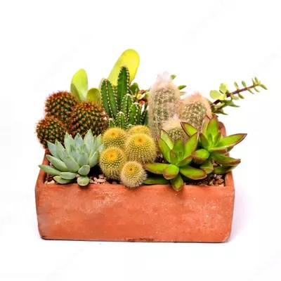 КАКТУС ВА СУККУЛЕНТДАН КОМПОЗИЦИЯ СОВГА УЧУН