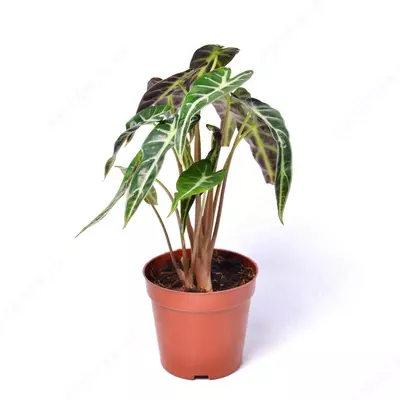 АЛОКАЗИЯ ЛОНГИЛОБА МИК 25-30 СМ