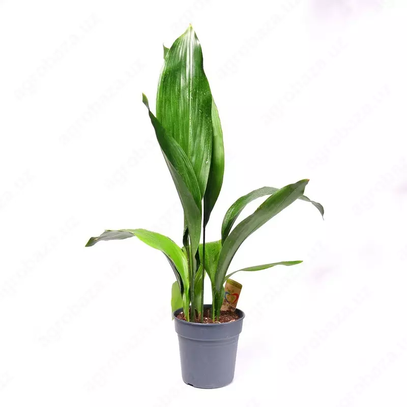 АСПИДИСТРА ВЫСОКАЯ 70 СМ