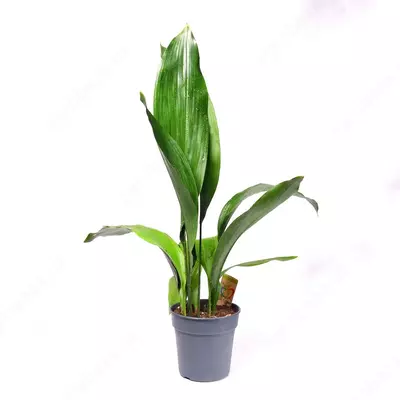 АСПИДИСТРА ВЫСОКАЯ 70 СМ