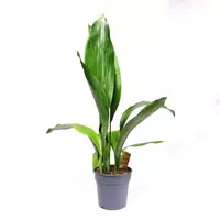 АСПИДИСТРА ВЫСОКАЯ 70 СМ