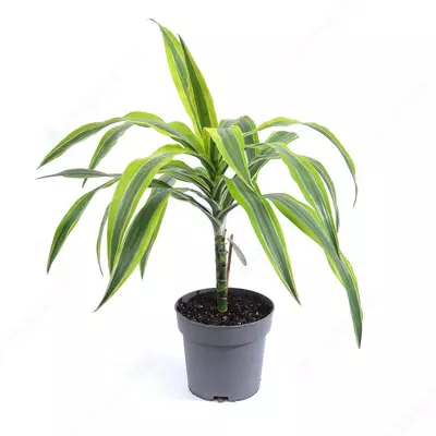 ДРАЦЕНА ЛИМОН ЛАЙМ Ø17 50 СМ