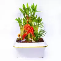 ДРАЦЕНА САНДЕРИАНА 40-50 СМ