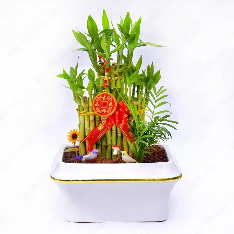 ДРАЦЕНА САНДЕРИАНА 40-50 СМ