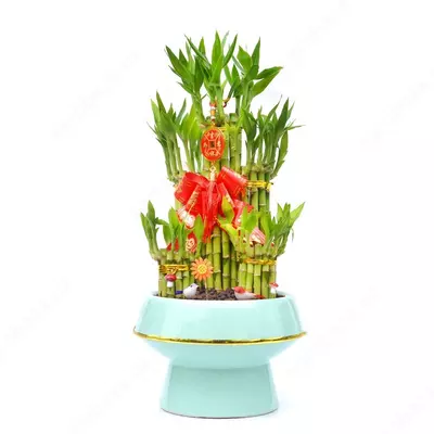 ДРАЦЕНА САНДЕРИАНА БИРЮЗОВЫЙ КРУГЛЫЙ 40-50 СМ