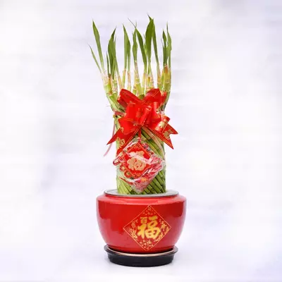 ДРАЦЕНА САНДЕРИАНА КРАСНЫЙ КРУГЛЫЙ 40-50 СМ