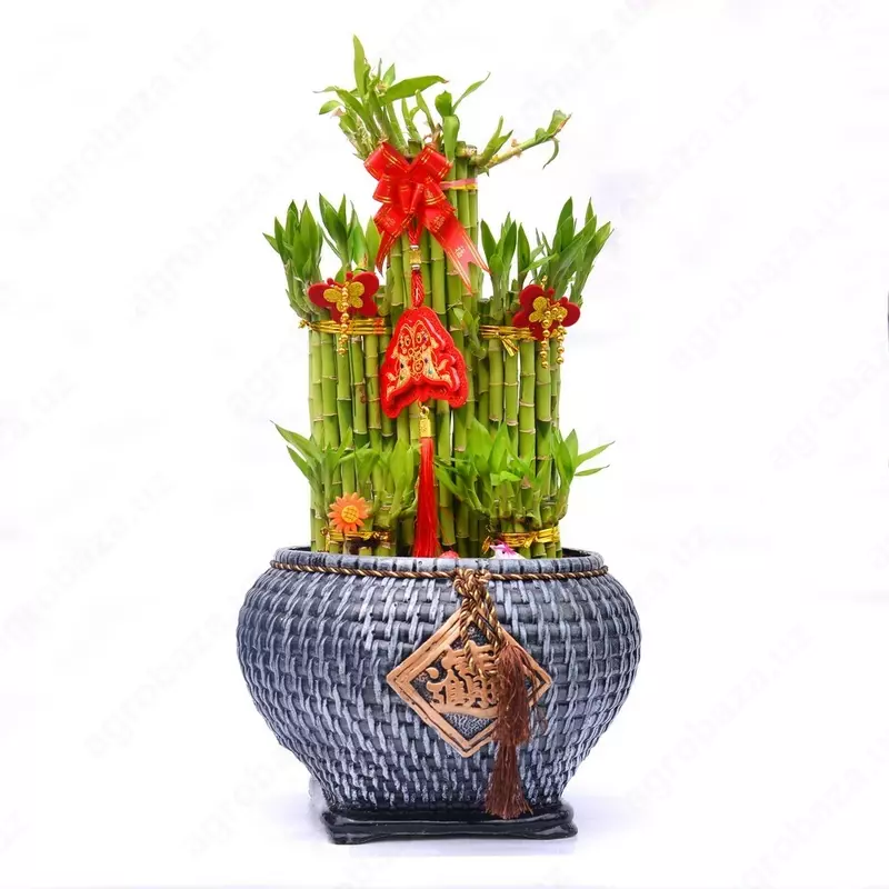 ДРАЦЕНА САНДЕРИАНА КРУГЛЫЙ СИНИЙ ЗЕБРА 40-50 СМ