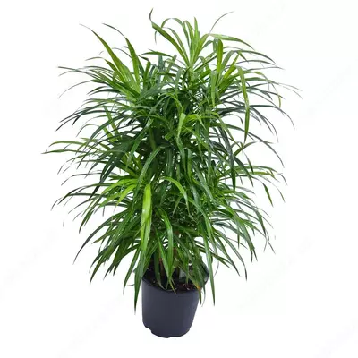 ДРАЦЕНА САНДЕРИАНА КРУГЛЫЙ СИНИЙ ЗЕБРА 40-50 СМ