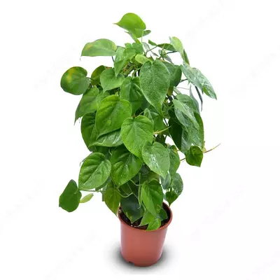 ЭПИПРЕМИУМ МИКС Ø19 80 СМ