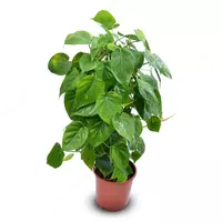 ЭПИПРЕМИУМ МИКС Ø19 80 СМ