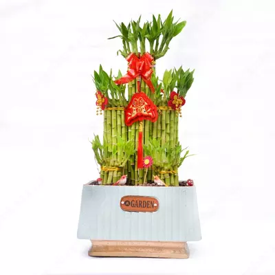 ДРАЦЕНА САНДЕРИАНА КВАДРАТ СВЕТЛО СИНИЙ 40-50 СМ