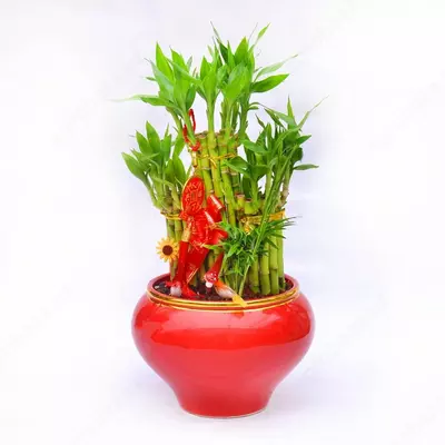 ДРАЦЕНА САНДЕРИАНА МИКС КРАСНЫЙ СИНИЙ 40-50 СМ