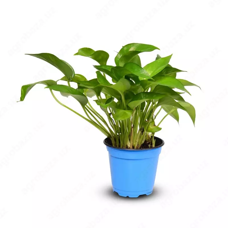 ЭПИПРЕМНУМ АУРЕУМ 10-15 СМ