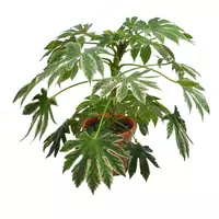 ФАТСИЯ ЯПОНИКА СПАЙДЕР ВЕБ Л 9