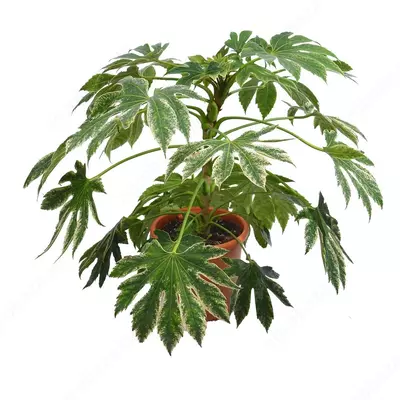 ФАТСИЯ ЯПОНИКА СПАЙДЕР ВЕБ Л 9