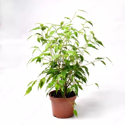 ФИКУС БЕНДЖАМИНА ГРИН КИНКИ 27 СМ