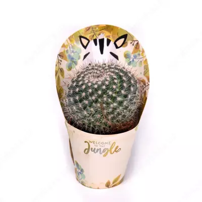 КАКТУС С КРЫШКОЙ САВАНА D5, 5