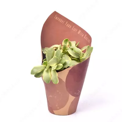 КАКТУС С КРЫШКОЙ ЦВЕТА HAVANA MIX