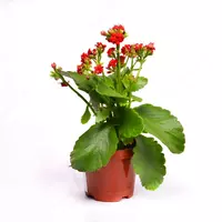 КАЛАНХОЕ БЛОССФЕЛЬДИАНА ПОЕЛЛН ЦВЕТУЩИЙ 15-20 СМ