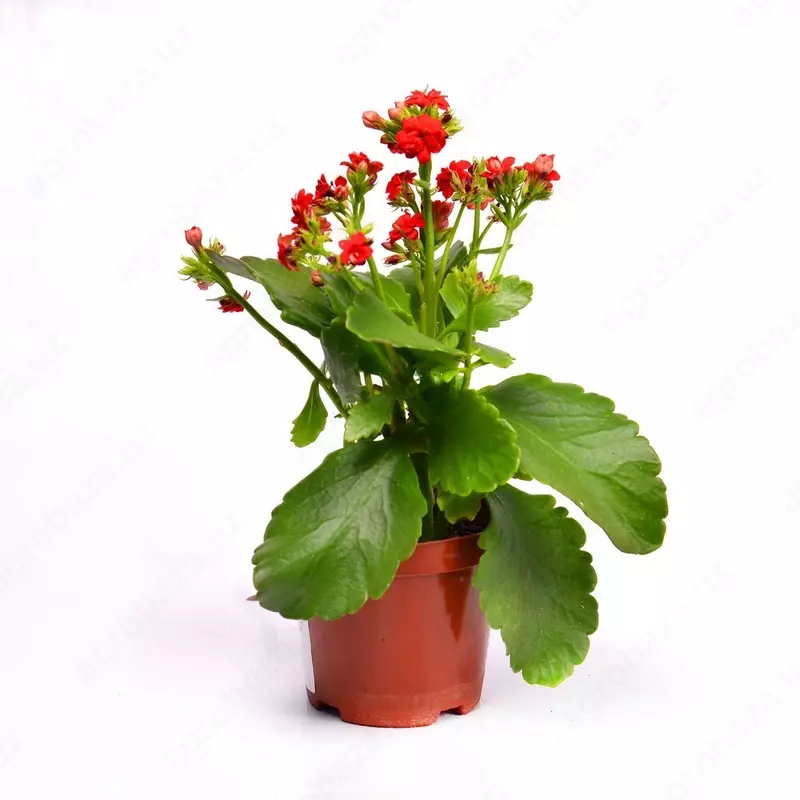 КАЛАНХОЕ БЛОССФЕЛЬДИАНА ПОЕЛЛН ЦВЕТУЩИЙ 15-20 СМ