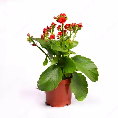 КАЛАНХОЕ БЛОССФЕЛЬДИАНА ПОЕЛЛН ЦВЕТУЩИЙ 15-20 СМ