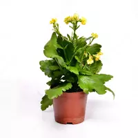 КАЛАНХОЕ БЛОССФЕЛЬДИАНА ПОЕЛЛН ЦВЕТУЩИЙ 15-20 СМ