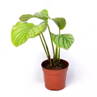 КАЛЛАТЕЯ ОРНАТА 10-15 СМ