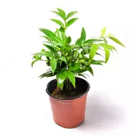 ПОДОКАРПУС НАГИ 10-20 СМ