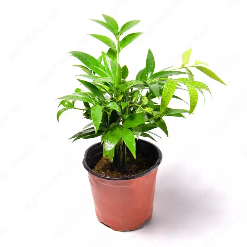 ПОДОКАРПУС НАГИ 10-20 СМ