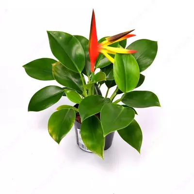 СТРЕЛИЦИЯ РЕГИНАЕ 20-25 СМ